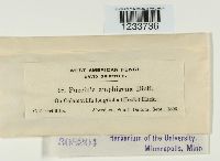 Puccinia amphigena image