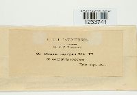 Puccinia amphigena image