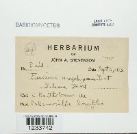 Puccinia amphigena image