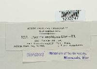 Puccinia amphigena image