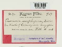 Puccinia amphigena image