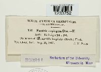 Puccinia amphigena image