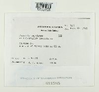 Puccinia amphigena image