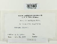 Puccinia amphigena image