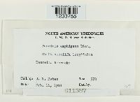 Puccinia amphigena image