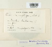 Puccinia amphigena image