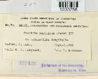 Puccinia amphigena image