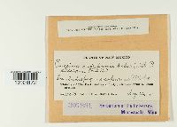 Puccinia andropogonis image