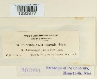 Puccinia andropogonis image