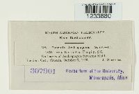 Puccinia andropogonis image