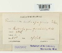 Puccinia andropogonis image