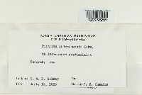 Puccinia andropogonis image