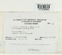 Puccinia andropogonis image