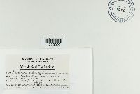 Puccinia andropogonis image