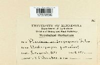 Puccinia andropogonis image