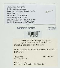 Puccinia andropogonis image