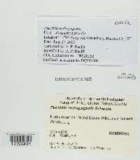 Puccinia andropogonis image