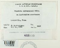 Puccinia andropogonis image