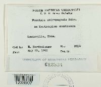 Puccinia andropogonis image