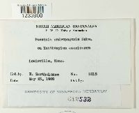 Puccinia andropogonis image