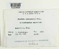 Puccinia andropogonis image