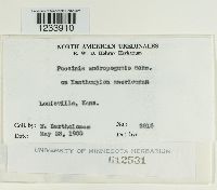 Puccinia andropogonis image