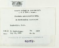 Puccinia andropogonis image