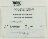 Puccinia andropogonis image