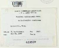 Puccinia andropogonis image