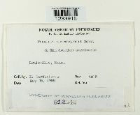 Puccinia andropogonis image