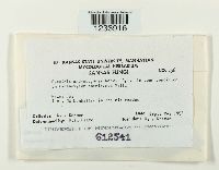 Puccinia andropogonis image