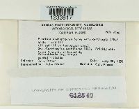 Puccinia andropogonis image