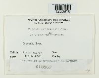 Puccinia andropogonis image