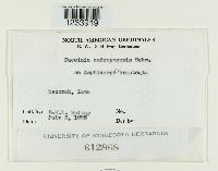 Puccinia andropogonis image