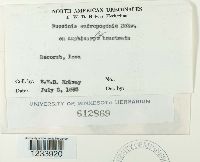 Puccinia andropogonis image