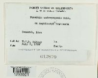 Puccinia andropogonis image