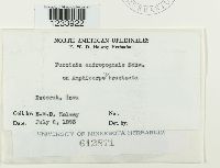 Puccinia andropogonis image