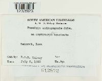 Puccinia andropogonis image