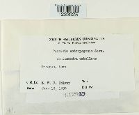 Puccinia andropogonis image