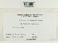 Puccinia andropogonis image