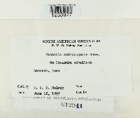 Puccinia andropogonis image