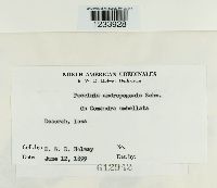 Puccinia andropogonis image