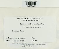 Puccinia andropogonis image