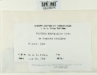 Puccinia andropogonis image