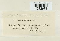 Puccinia andropogonis image