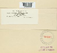 Puccinia andropogonis image