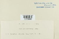 Puccinia andropogonis image