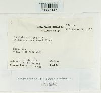 Puccinia andropogonis image