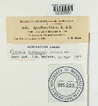 Puccinia andropogonis image