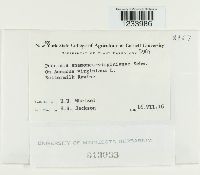 Puccinia anemones-virginianae image